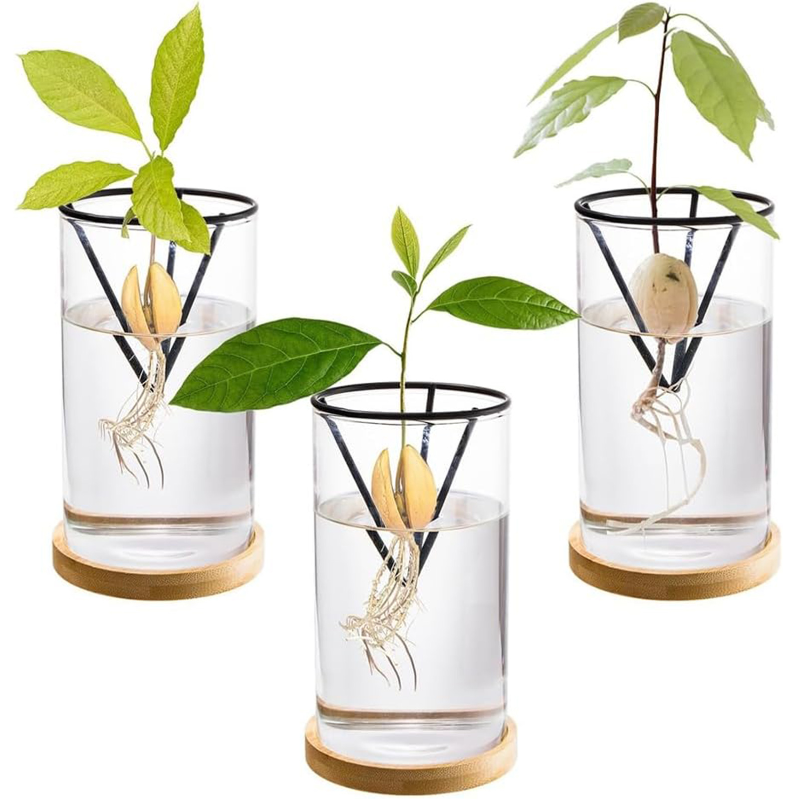1Set Avocado Tree Growing Kits - Crystal Growing Kit 评论和价格