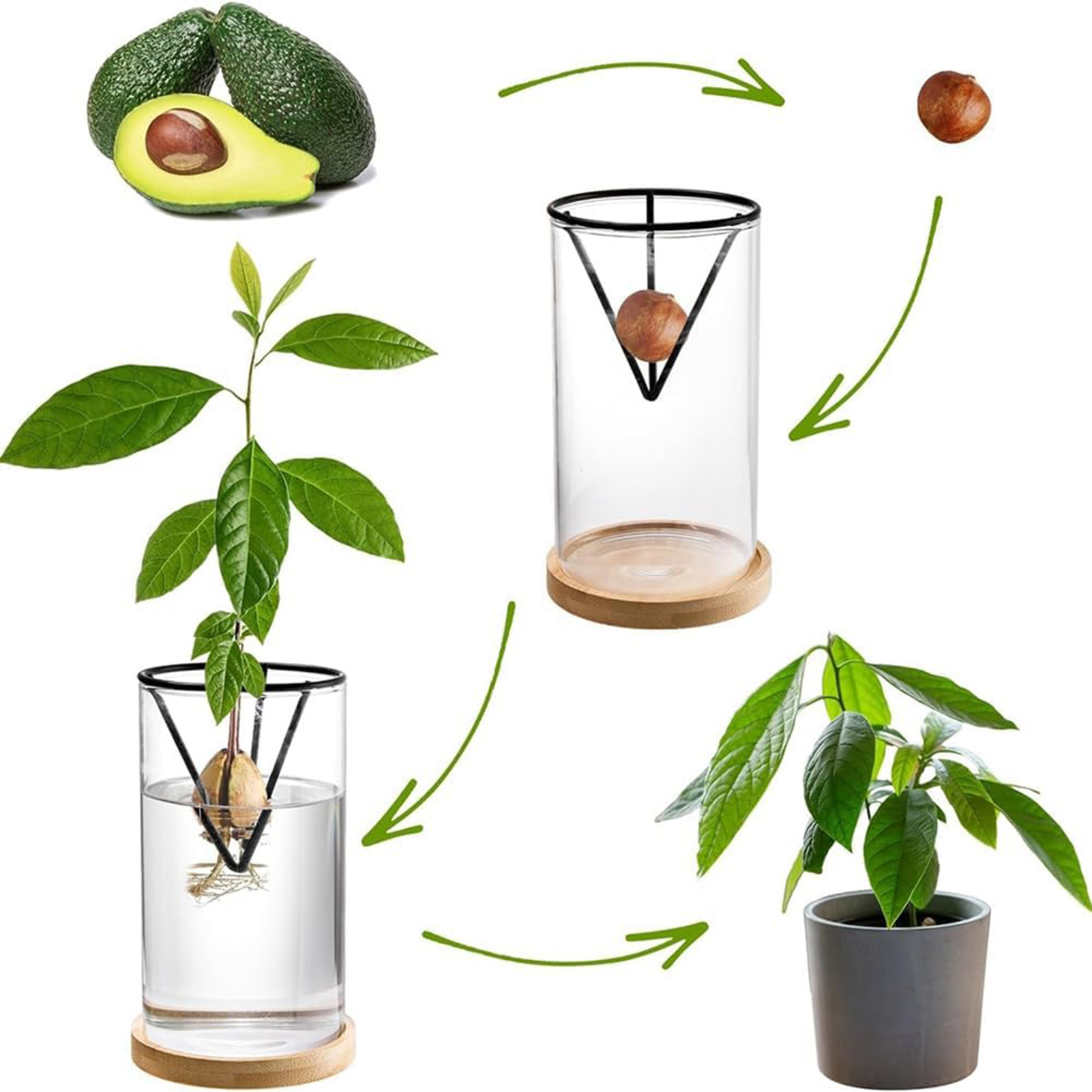 1Set Avocado Tree Growing Kits - Crystal Growing Kit 评论和价格